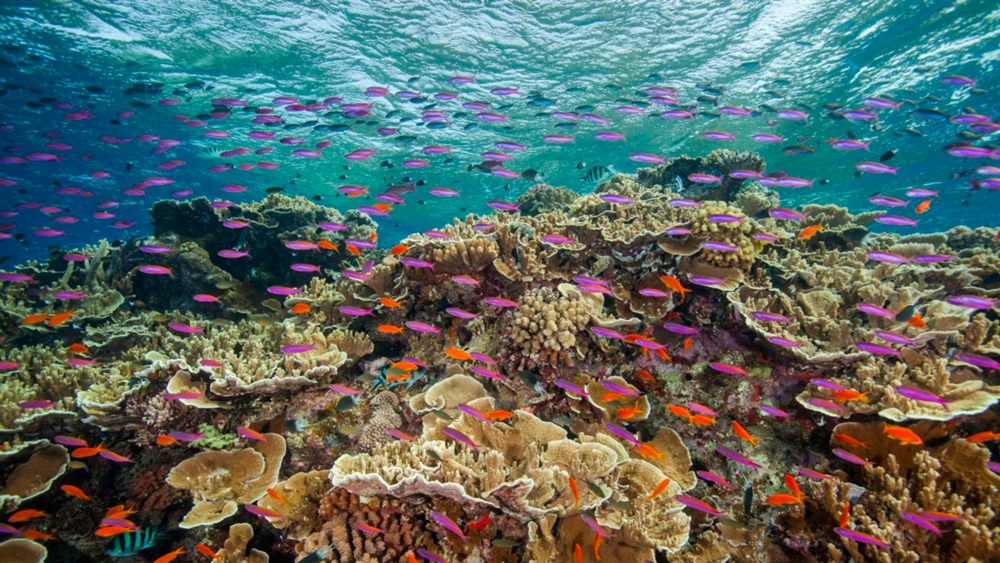 Great Barrier Reef